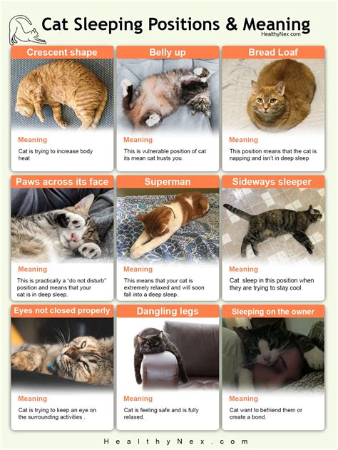 The Ultimate Guide to Cat Sleeping on You: Benefits, Science, and How to Encourage It