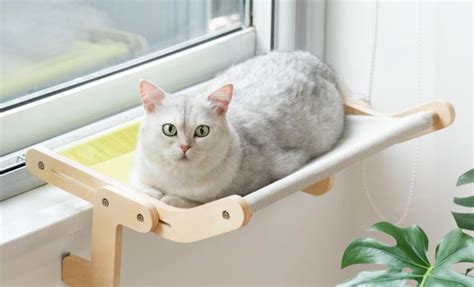 The Ultimate Guide to Cat Window Perches: Bringing the Outdoors In for Your Feline Friend