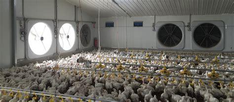 The Ultimate Guide to Chicken Cages: Ensuring Poultry Welfare and Optimal Productivity