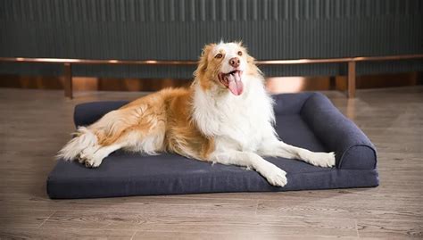 The Ultimate Guide to Choosing the Perfect Pet Bed for Your Beloved Companion