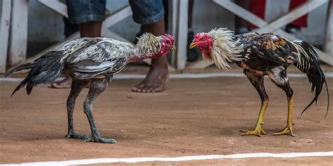 The Ultimate Guide to Cockfighting Betting: Triumph and Tragedy