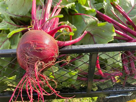 The Ultimate Guide to Cooking Beets: Unlock Their Nutritional Benefits