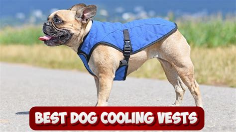 The Ultimate Guide to Cooling Dog Vests: Keeping Canines Cool and Comfortable in the Heat