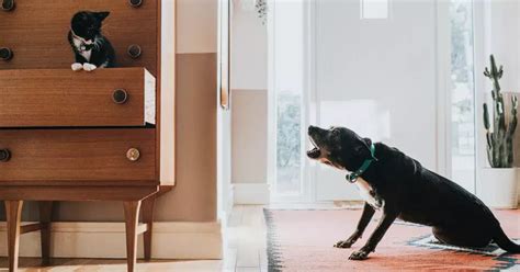 The Ultimate Guide to Cora Doberman Studio: Empowering Your Canine Companion