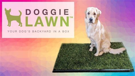 The Ultimate Guide to Creating a Doggie Lawn