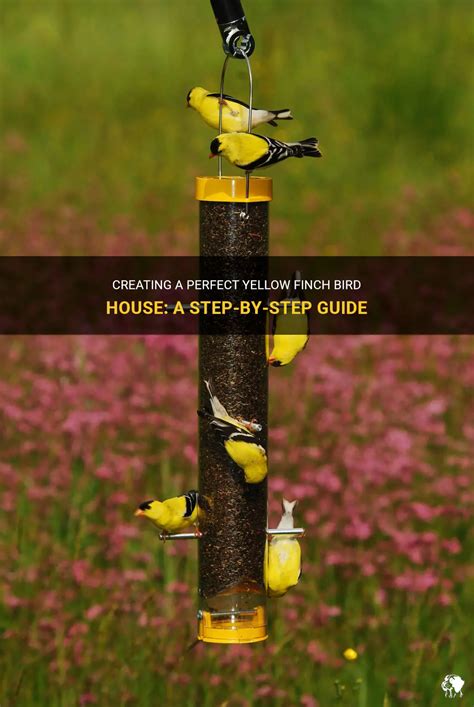 The Ultimate Guide to Creating a Safe and Inviting Finch Bird House