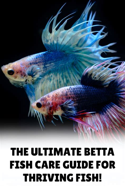 The Ultimate Guide to Creating a Thriving Betta Fish Aquarium