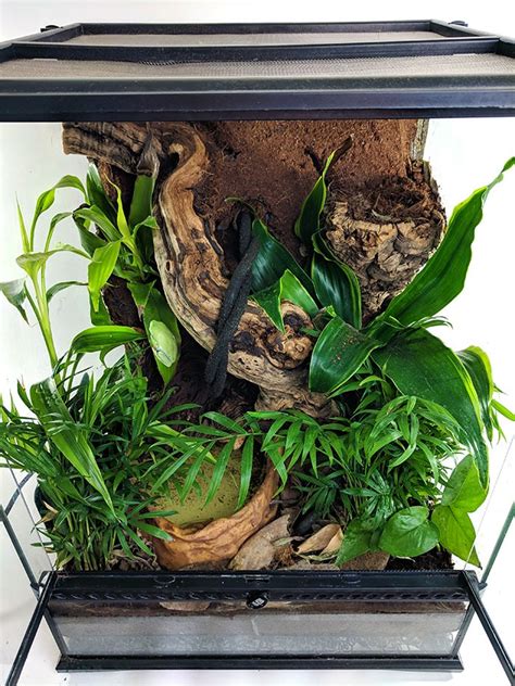 The Ultimate Guide to Creating a Thriving Frog Enclosure