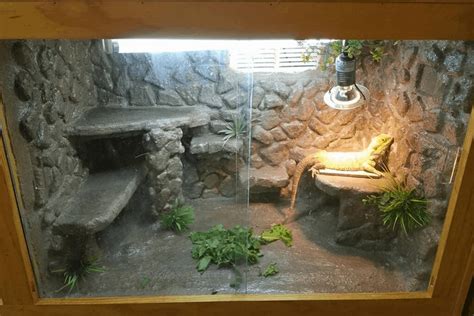 The Ultimate Guide to Creating the Perfect Bearded Dragon Tank: A Comprehensive Enclosure for Your Reptilian Friend