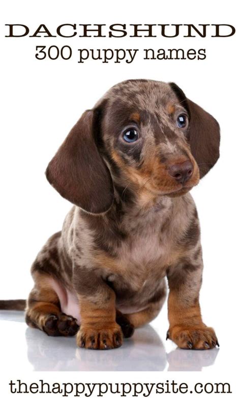 The Ultimate Guide to Dachshund Names: A Comprehensive Resource for Naming Your Beloved Long Dog