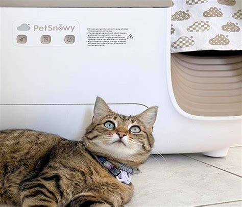 The Ultimate Guide to Disposable Litter Boxes: A Game-Changer for Pet Owners