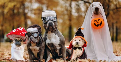 The Ultimate Guide to Dog Costumes: Dressing Up Your Furry Friend in Style