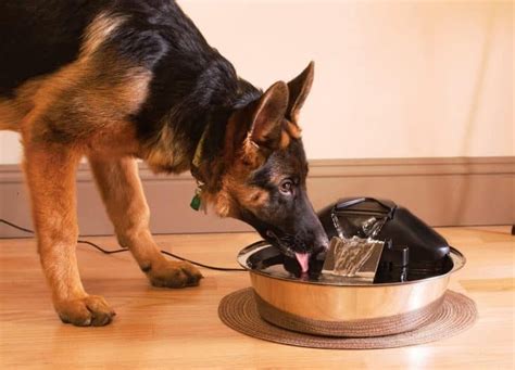 The Ultimate Guide to Dog Drinking Fountains: Keep Your Canine Hydrated and Healthy