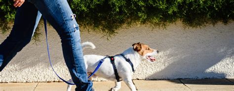 The Ultimate Guide to Dog Harnesses and Leashes: Ensuring Comfort, Safety, and Control for Your Furry Friend