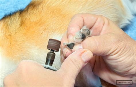 The Ultimate Guide to Dog Nail Grinding with a Dremel: A Comprehensive Approach to Healthy Paws