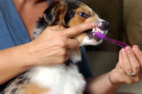 The Ultimate Guide to Dog Teeth Cleaning: Keeping Your Pup's Smile Healthy and Bright