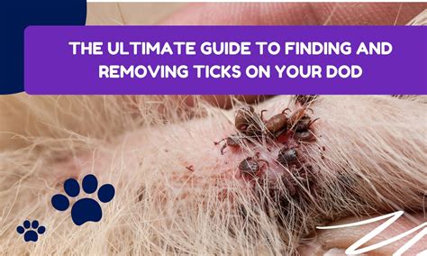 The Ultimate Guide to Dog Tick & Flea Treatment: Protect Your Furry Friend from Disease and Discomfort