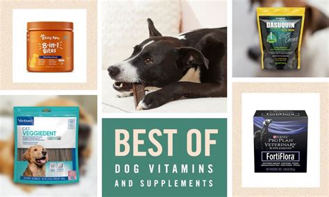 The Ultimate Guide to Dog Vitamins and Supplements: Enhancing Your Pet's Health and Well-being