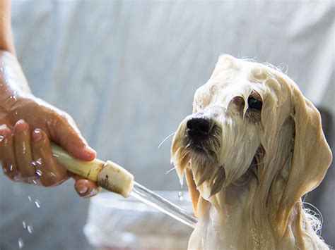 The Ultimate Guide to Dog Washing Gloves: Keep Your Furry Friend Clean with Ease