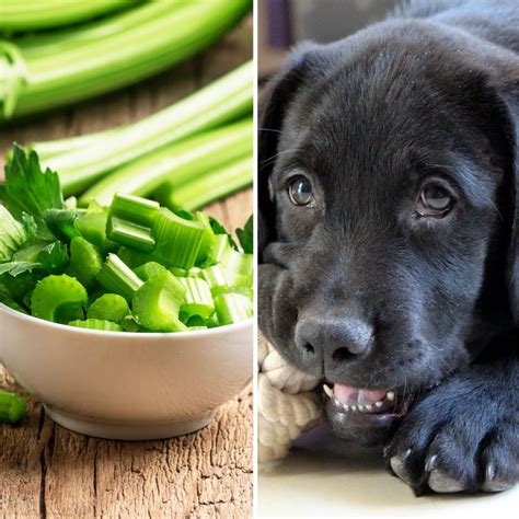 The Ultimate Guide to Dogs and Celery: Everything You Need to Know