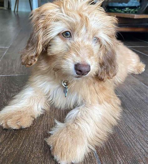 The Ultimate Guide to Doxiepoo Puppies: Everything You Need to Know Before You Buy