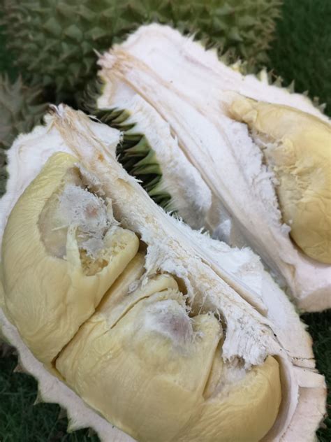 The Ultimate Guide to Durian Plantations in Johor