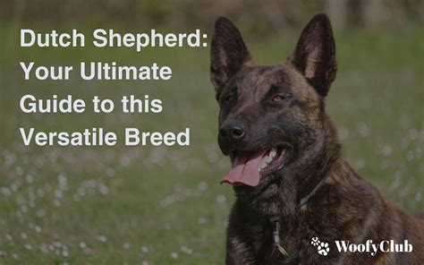 The Ultimate Guide to Dutch Shepherds: A Comprehensive Breed Overview