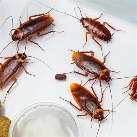 The Ultimate Guide to Effective Cockroach Control: A Comprehensive Analysis of Insecticides and Strategies