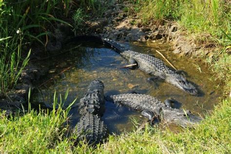 The Ultimate Guide to Encountering Alligators in Miami's Thriving Ecosystem