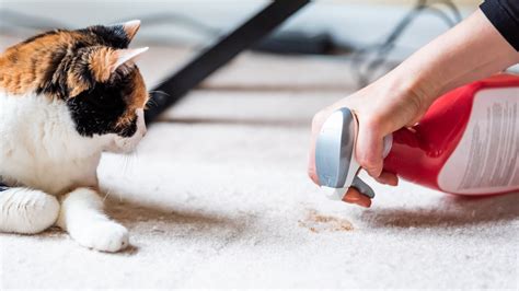 The Ultimate Guide to Eradicating Cat Pee from Carpets: A Comprehensive Approach