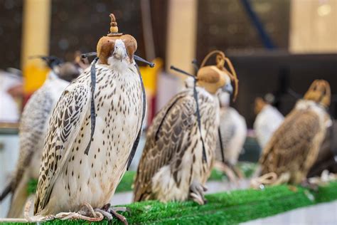 The Ultimate Guide to Falconry: Soaring with Falcons from the Falcon Shop