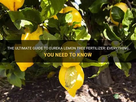 The Ultimate Guide to Fertilizer Mixers: Everything You Need to Know