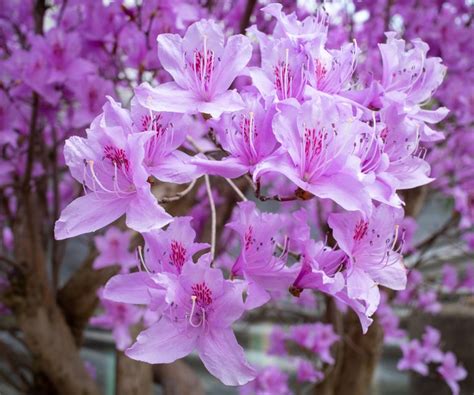 The Ultimate Guide to Fertilizing Azaleas: 10 Essential Tips for Abundant Blooms