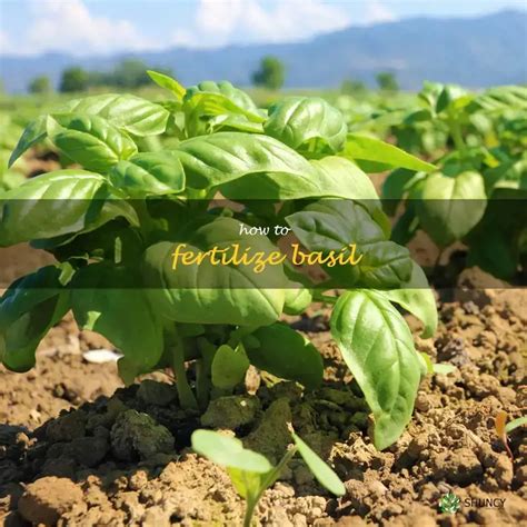 The Ultimate Guide to Fertilizing Basil: 6 Step-by-Step Plan