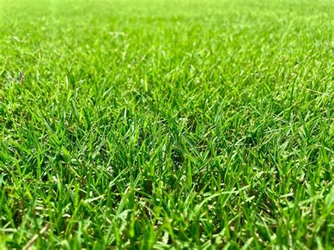 The Ultimate Guide to Fertilizing Bermuda Grass: 10 Proven Strategies