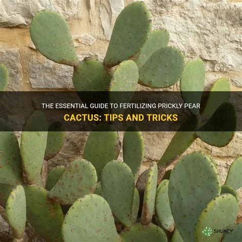 The Ultimate Guide to Fertilizing Cactus Plants: 12 Essential Tips