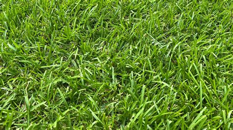 The Ultimate Guide to Fertilizing Centipede Grass: 5 Essential Steps for a Lush, Green Lawn