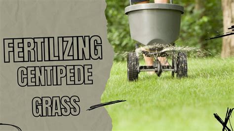 The Ultimate Guide to Fertilizing Centipede Grass: Tips, Benefits, and Dos and Don'ts