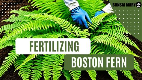 The Ultimate Guide to Fertilizing Ferns for Optimal Growth