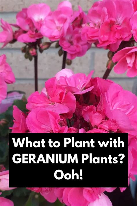 The Ultimate Guide to Fertilizing Geraniums: Discover the Secrets to Abundant Blooms