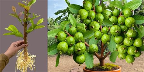 The Ultimate Guide to Fertilizing Guava Plants: 5 Key Strategies