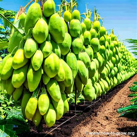 The Ultimate Guide to Fertilizing Papaya Trees: Tips, Tricks, and Expert Insights