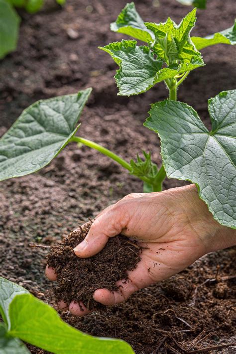 The Ultimate Guide to Fertilizing Pots: Maximizing Plant Growth and Yields