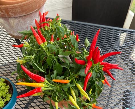 The Ultimate Guide to Fertilizing Your Hot Pepper Plants for Explosive Growth and Scorching Heat