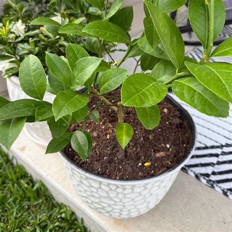 The Ultimate Guide to Fertilizing Your Lemon Tree: A 5-Step Strategy for Optimal Fruiting