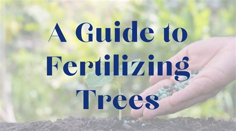 The Ultimate Guide to Fertilizing Your Trees: A 10,000-Word Masterclass for Tree Lovers