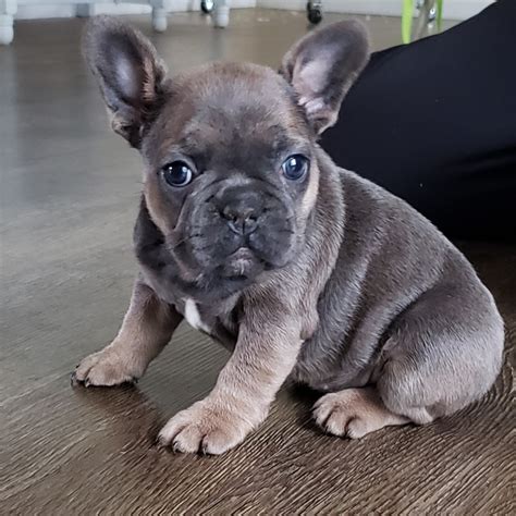 The Ultimate Guide to Finding French Bulldog Puppies for Sale Near You