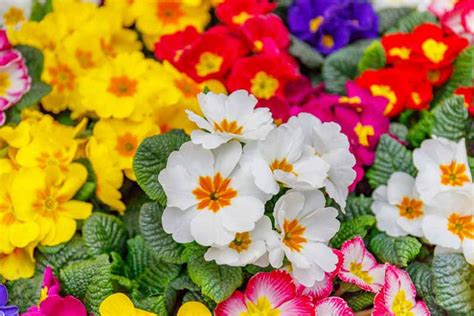 The Ultimate Guide to Finding Primroses Near You: A Comprehensive Exploration of Nature's Spring Delights