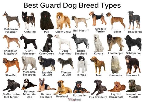 The Ultimate Guide to Finding the Best Family and Guard Dog