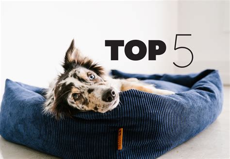 The Ultimate Guide to Finding the Perfect Dog Bed for Your Small Breed: Top 5 Picks for 2025